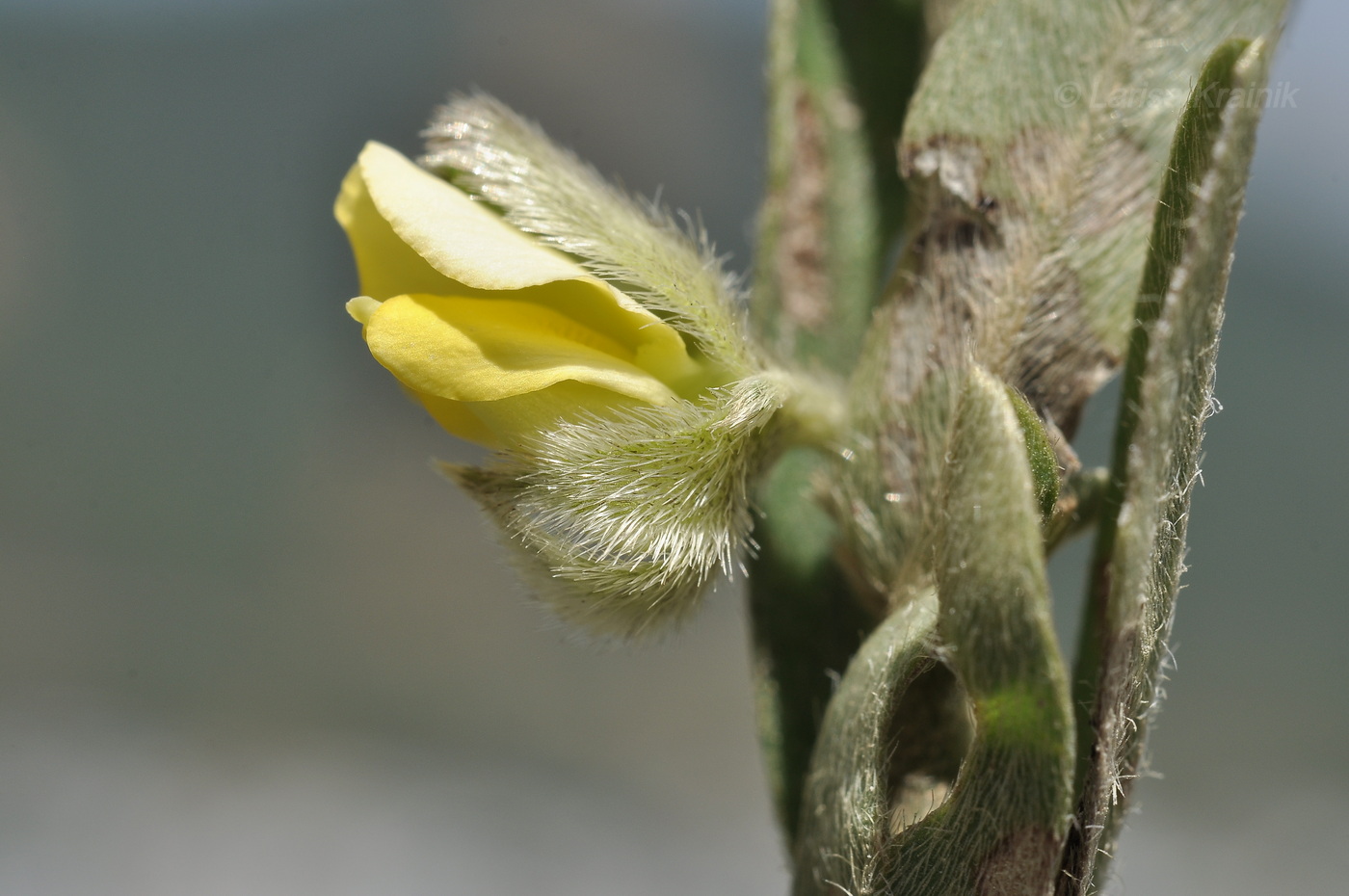 Изображение особи род Argyrolobium.