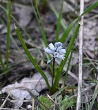 семейство Hyacinthaceae. Цветущее растение. Воронежская обл., Лискинский р-н, музей-запов. \"Дивногорье\", степь. 01.05.2026.