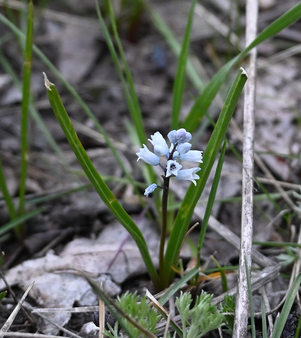 Изображение особи семейство Hyacinthaceae.