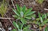 Pilosella officinarum. Вегетирующее растение. Липецкая обл., Елецкий р-н, дол. р. Воргол, на скале. 09.05.2026.