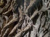 genus Quercus. Часть коры на стволе. Крым, Кировский р-н, Агармышский лес, дубово-грабовый лес. 03.05.2025.