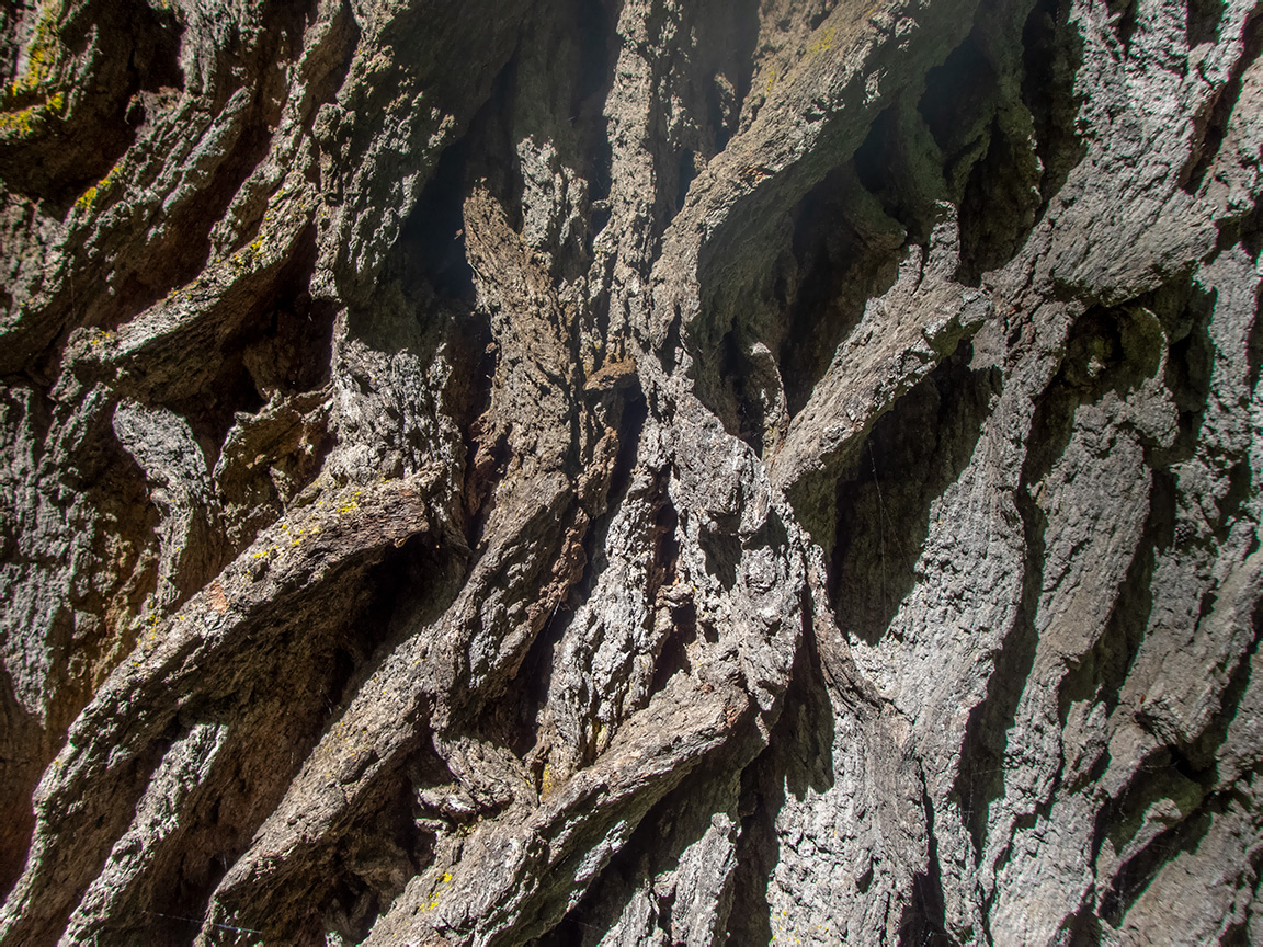 Image of genus Quercus specimen.