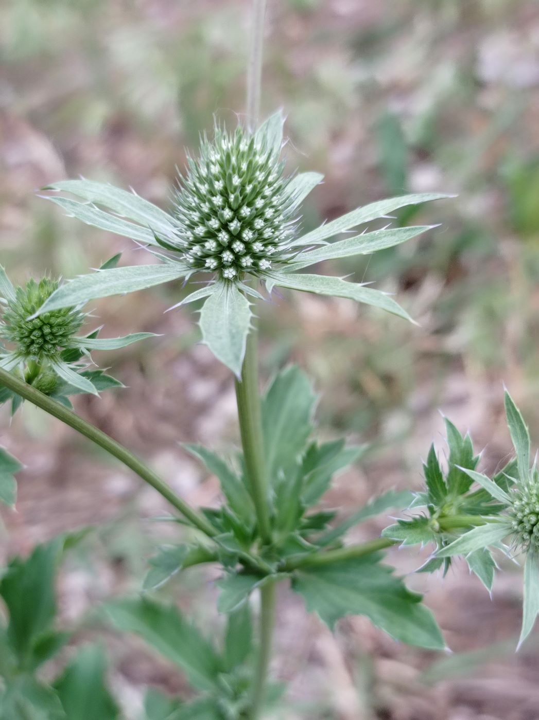 Изображение особи Eryngium campestre.
