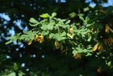 Caragana frutex. Ветвь с отцветающими цветками. С.-Петербург, Петергоф, Луговой парк, у дорожки вдоль берега пруда. 07.06.2026.