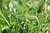 Hordeum leporinum. Соплодия. Грузия, край Самцхе-Джавахети, окраина с. Тмогви, окр. южного берега оз. Цунда, горная степь. 8 июня 2026 г.