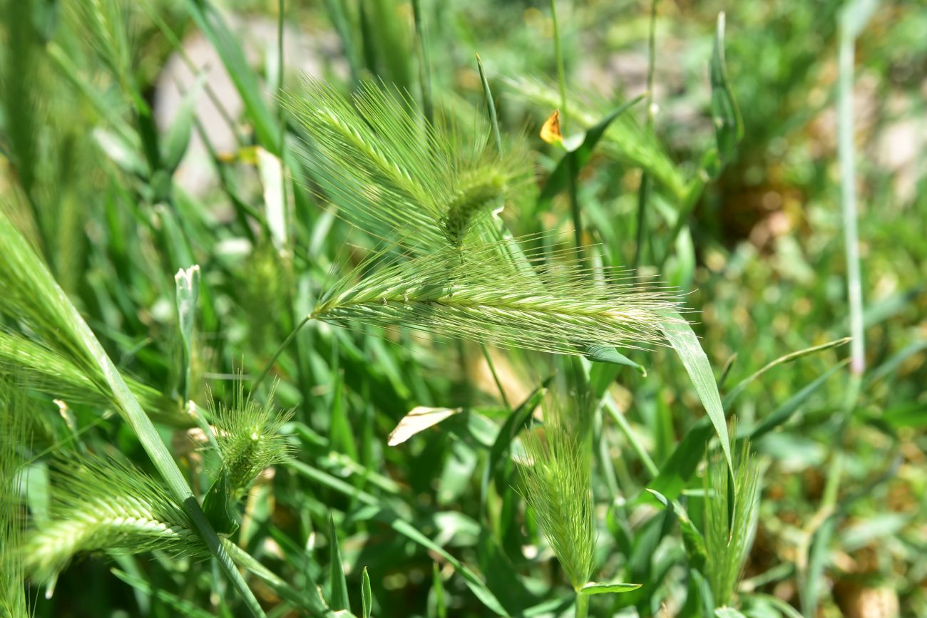 Изображение особи Hordeum leporinum.