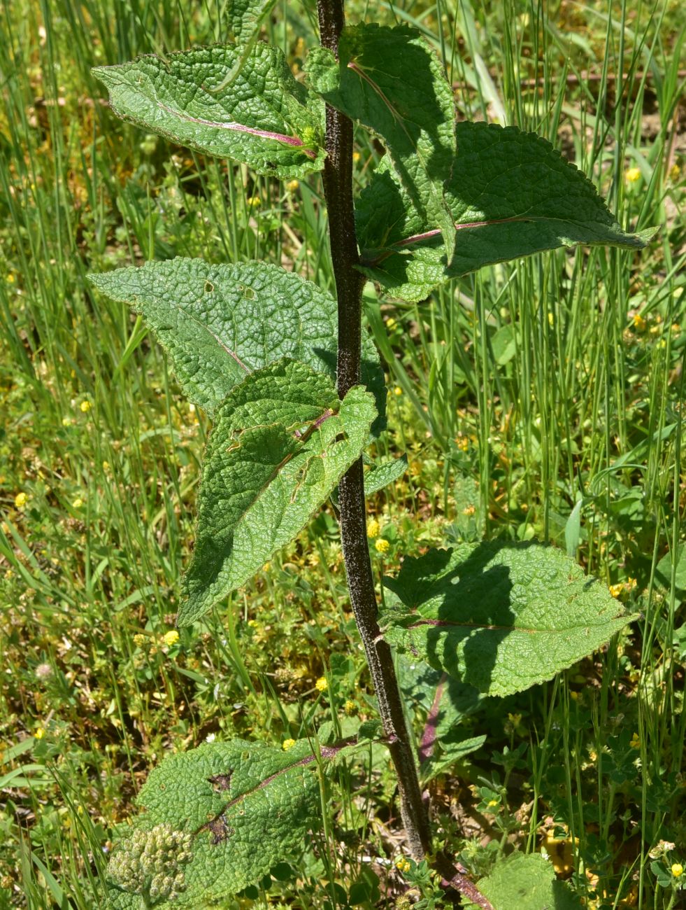Image of genus Verbascum specimen.