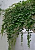Parthenocissus tricuspidata. Расцветающие растения. Китай, пров. Цзянсу, г. Сучжоу, в культуре. 27.05.2025.