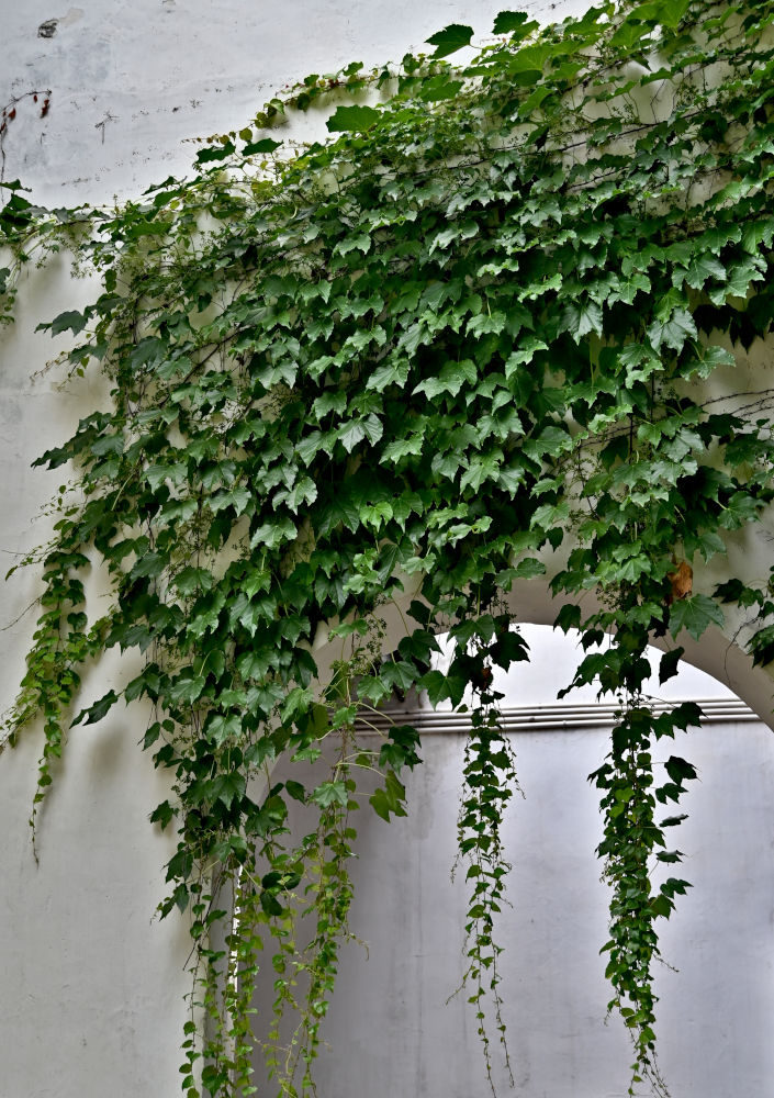 Image of Parthenocissus tricuspidata specimen.