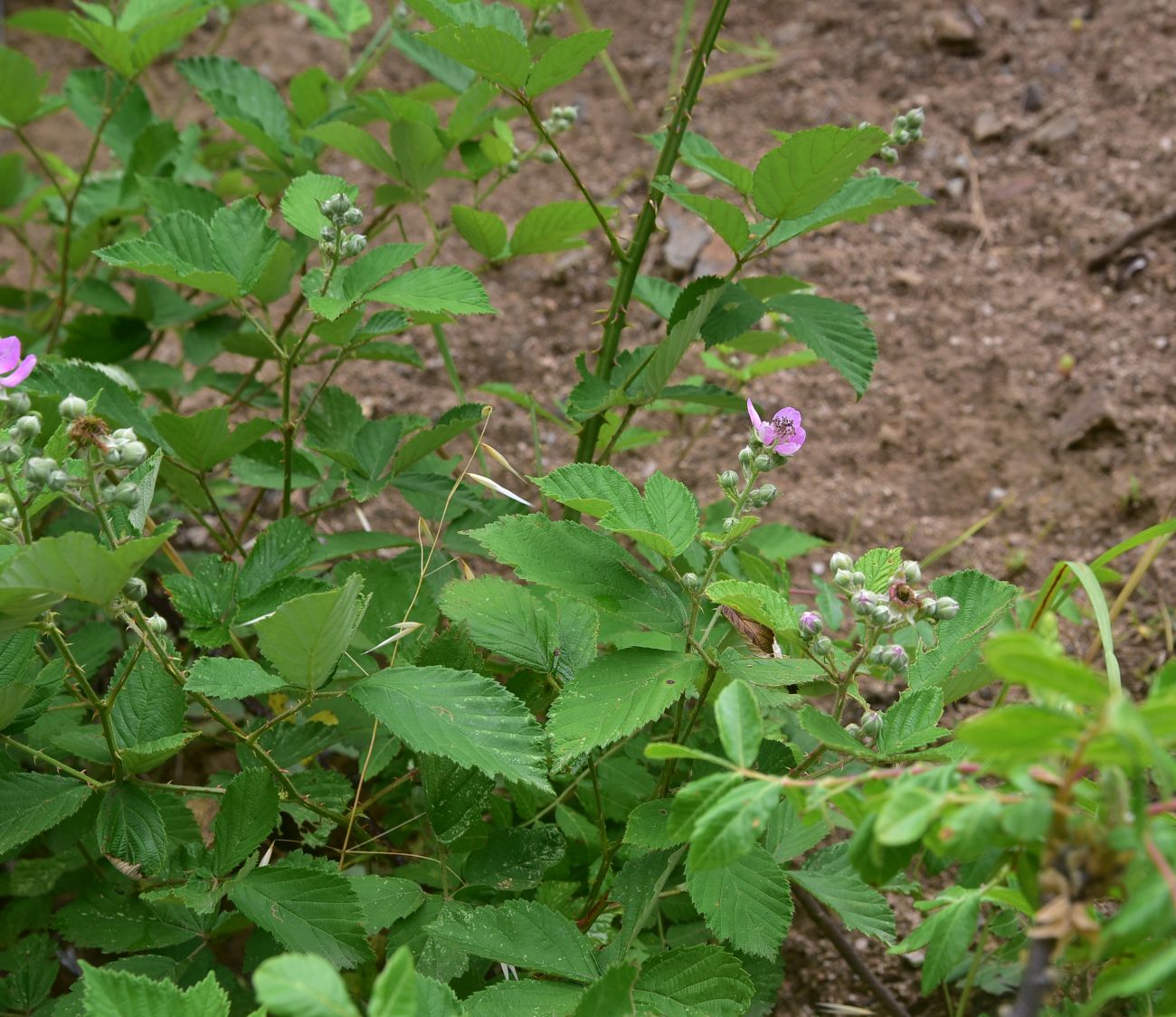 Image of Rubus sanctus specimen.
