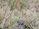familia Poaceae. Средняя часть плодоносящего растения. Таджикистан, Горно-Бадахшанская автономная обл., Рушанский р-н, хр. Музкол, окр. Сарезского оз., Усойский завал, мелкозёмистый склон. 26 июня 2026 г.