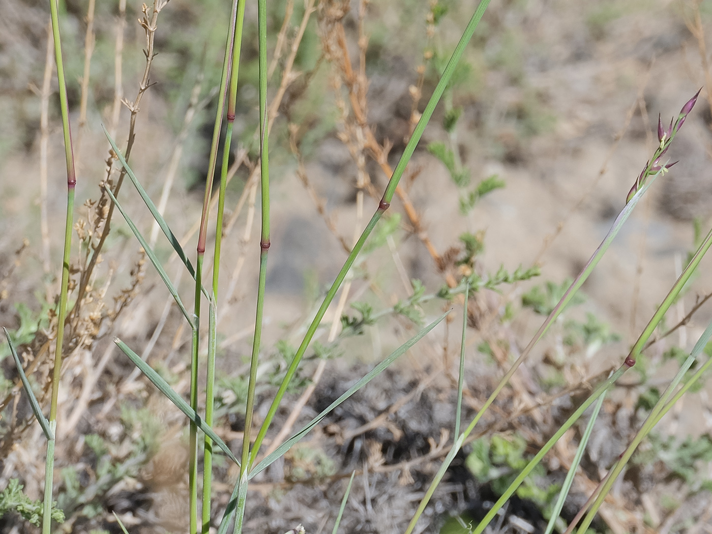 Image of familia Poaceae specimen.