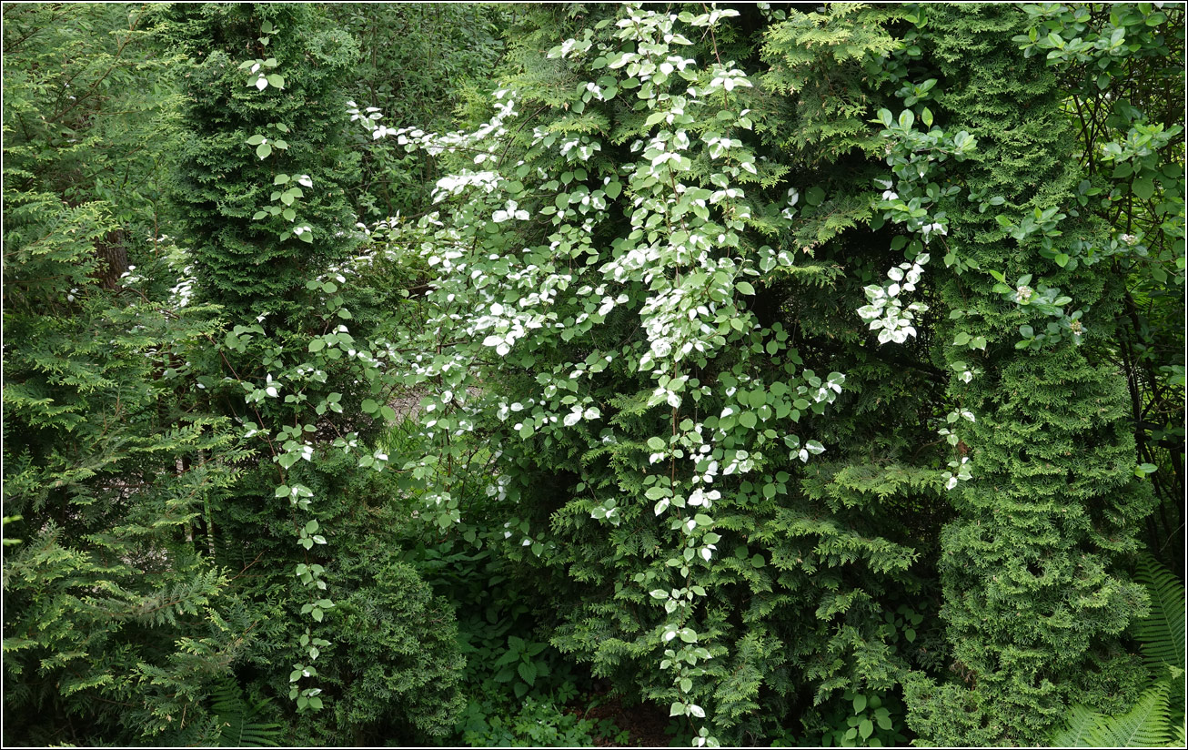 Изображение особи Actinidia kolomikta.