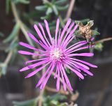 Delosperma cooperi. Цветок и завязь. Краснодарский край, г. Сочи, в озеленении придомовой территории. 16.08.2026.