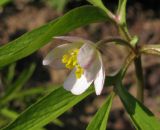 Anemone caerulea. Верхушка побега с цветком. В культуре, взято из окр. г. Новосибирска. 06.05.2011.