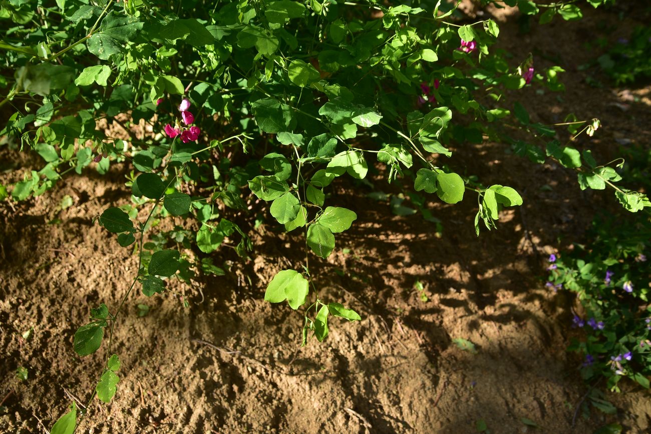 Image of Unknown species specimen.