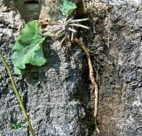 Arctium lappa. Растение с обнажённым корнем. Чувашия, окр. г. Шумерля, пойма р. Сура, устье р. Шумерлинка. 13 сентября 2005 г.