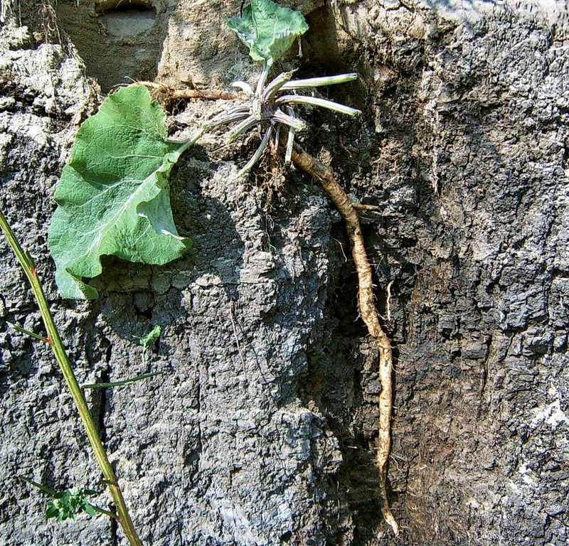 Изображение особи Arctium lappa.