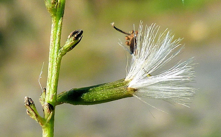 Изображение особи Parasenecio auriculatus.