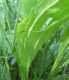 Plantago urvillei