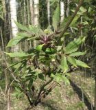 Sambucus racemosa. Молодые листья с бутонами. Петергоф, парк \"Сергиевка\", начало мая.