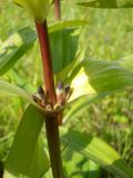 Gentiana macrophylla
