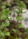 Euphrasia parviflora