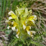 Pedicularis condensata. Соцветие. Карачаево-Черкесия, Домбай, гора Мусса-Ачитара, 2800 м н.у.м. 04.07.2011.