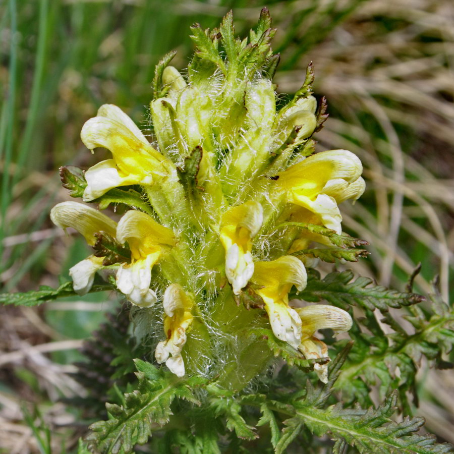 Image of Pedicularis condensata specimen.