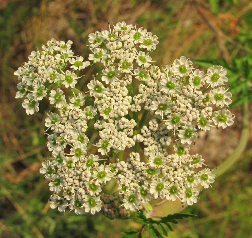 Изображение особи Conioselinum tataricum.