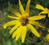 Arnica montana