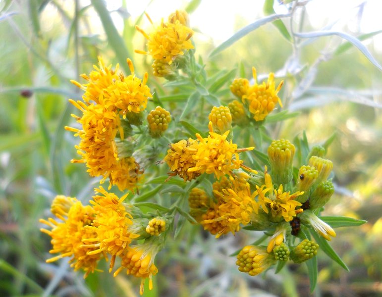 Изображение особи Galatella biflora.