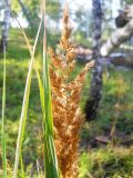 Calamagrostis epigeios