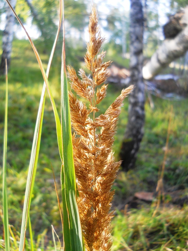 Изображение особи Calamagrostis epigeios.