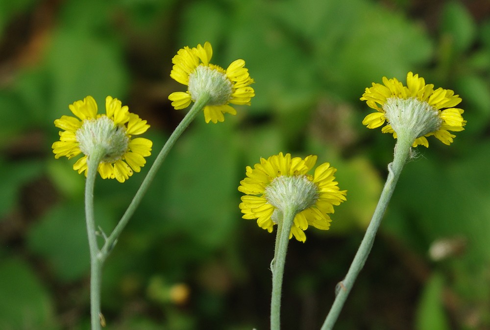 Image of Tanacetum uralense specimen.