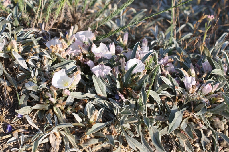 Изображение особи Convolvulus lineatus.
