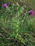 Cirsium polonicum