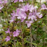 Thymus calcareus. Верхушки побегов с соцветиями. Ростовская обл., Куйбышевский р-н, окр. с. Лысогорка, на меловом склоне. 17.07.2011.