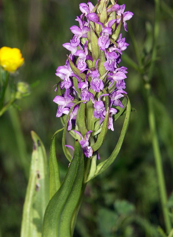 Image of Dactylorhiza incarnata specimen.