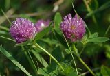 Trifolium pratense. Верхушки стеблей с соцветиями. Московская обл., Раменский р-н, Хрипань, луг. 17.06.2008.