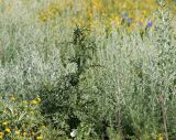 Carduus acanthoides. Расцветающее растение в зарослях Artemisia austriaca. Воронежская обл., Павловский р-н, окр. с. Михайловка (Шипов лес). 18.06.2011.