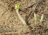 Astragalus bossuensis. Соцветие. Казахстан, Кызылординская обл., Жанакорганский р-н, глинисто-песчаные холмы в окр. пос. Бирлик. 28.04.2011.