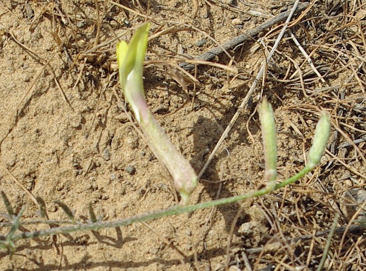 Image of Astragalus bossuensis specimen.