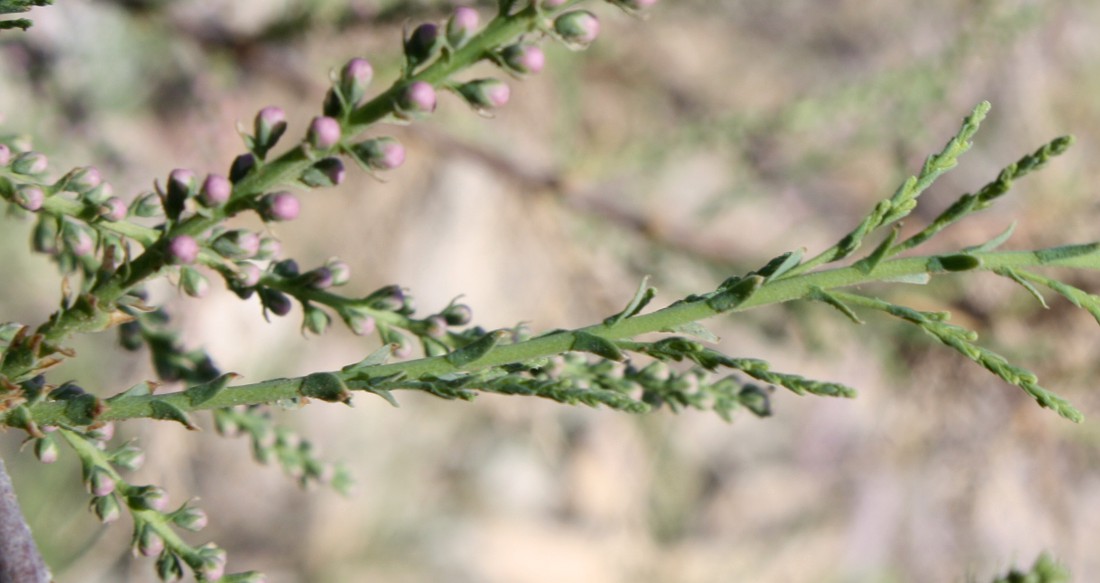 Image of Tamarix tetragyna specimen.