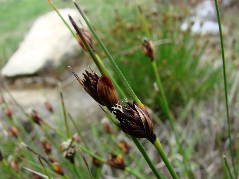 Image of Schoenus nigricans specimen.
