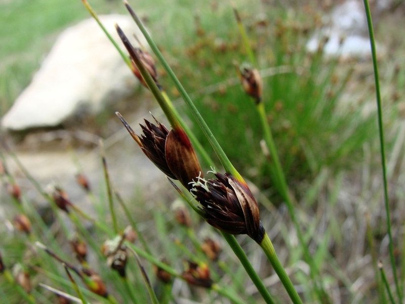 Изображение особи Schoenus nigricans.