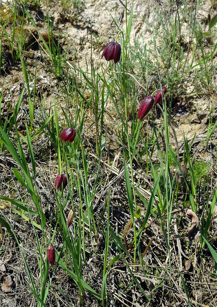 Изображение особи Fritillaria meleagroides.