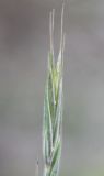 Elymus ircutensis. Верхушечный колосок. Алтай, окр. пос. Манжерок, опушка сосняка к пойме р. Катуни. 22.08.2009.