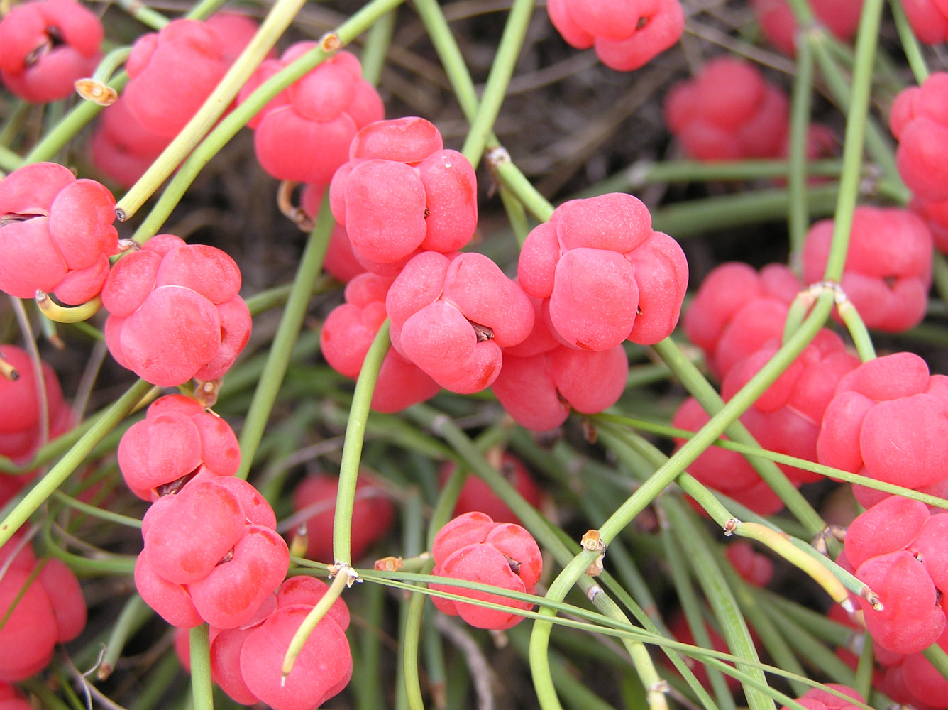 Image of Ephedra distachya specimen.