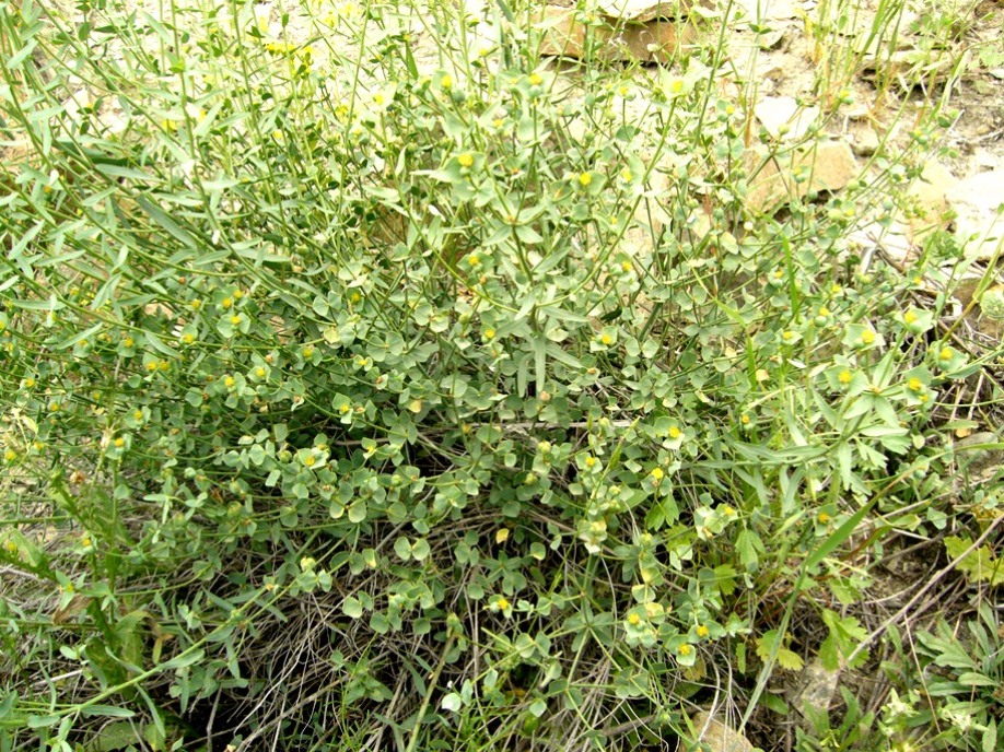Image of Euphorbia buhsei specimen.